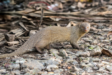 Indian gray mongoose. A monogamous animal.