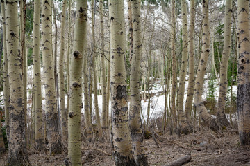 Aspen Trees Maroon Bells Colorado