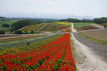 Colorful flower garden in Hokkaido, Japan.