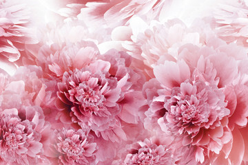 Floral white-red background. Peonies flowers close-up. Petals of flowers. Greeting card. Nature.