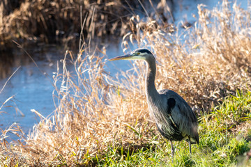 Great blue heron walking along a grassy riverbank