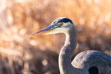 Portrait of a great blue heron back lit by the sun