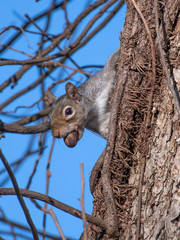 Gray squirrel with nut peeks from behind tree trunk
