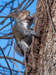 Gray squirrel with closed eyes, holding nut