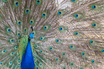 Obraz premium Le paon