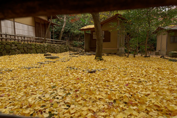 三渓園の紅葉 Autumn leaves in Sankei-en Yokohama