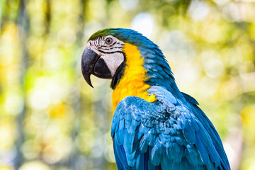 macaw birds parrot colorful of blue and yellow macaw birds on branch tree