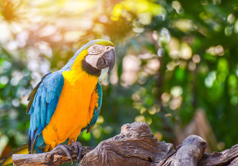 macaw birds parrot colorful of blue and yellow macaw birds on branch tree