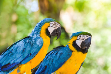 macaw birds parrot colorful of blue and yellow macaw birds on branch tree