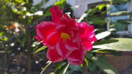 ชวนชสแดง