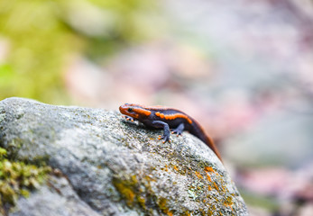 salamander on the rock wildlife reptile crocodile salamander spotted orange and black rare animals