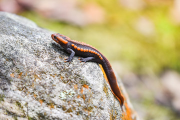 salamander on the rock wildlife reptile crocodile salamander spotted orange and black rare animals