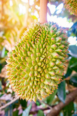 durian fruit on tree fresh young durian tropical fruit on durian plant tree in the garden