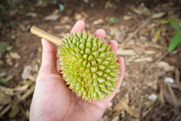 fresh durian fruit on hand / small young durian tropical fruit on hand in the garden