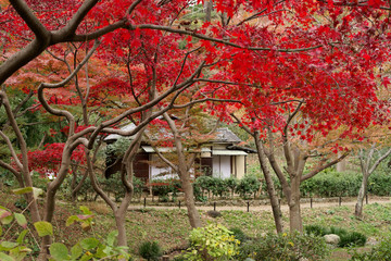 三渓園の紅葉 Autumn leaves in Sankei-en Yokohama