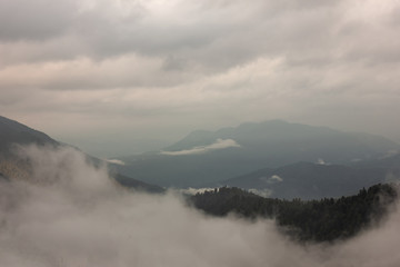 Subalpine in the morning fog.