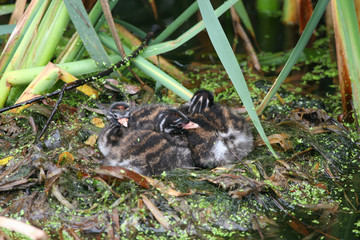 Three Cute Little Grebe (Tachybaptus ruficollis) chicks sitting on the nest waiting for the parents to come back to feed them.	