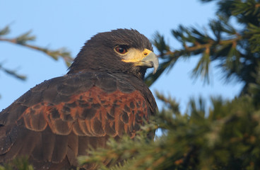 A head shot of a beautiful Harris Hawk (Parabuteo unicinctus) perched in a pine tree.	