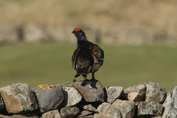 A stunning rare male Black Grouse (Tetrao tetrix) perched on a stone wall.