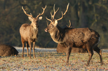 Magnificent Stag Manchurian Sika Deers (Cervus nippon mantchuricus ) standing in a field on a cold frosty morning.