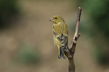 A beautiful young male Greenfinch (Carduelis chloris) perched on a branch.