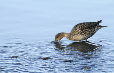 A pretty female Pintail duck (Anas acuta) standing in the sea and feeding along the coastline.	