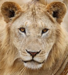portrait of a lion