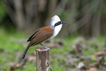 White-crested Laughingthrush; Garrulax leucolophus, Lovely bird.