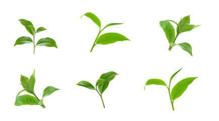 Green tea leaf collection isolated on white background