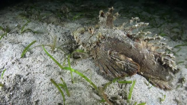  Spiny Devilfish (Inimicus didactylus) Crawling on Seafloor at Night - Philippines