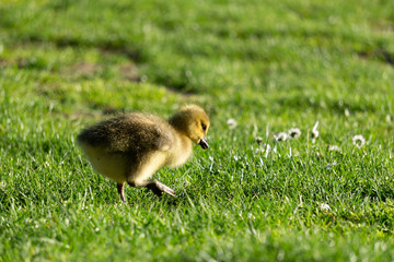 little gosling on green field in the park.