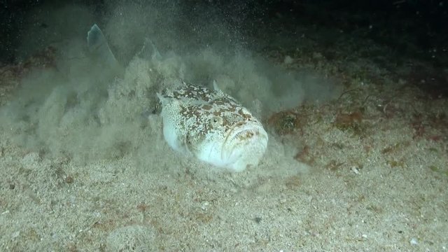  Marbled Stargazer (Uranoscopus bicinctus) Swimming and burying itself in the sand - Philippines