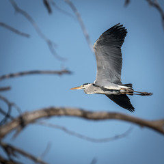 Fototapeta premium Isolated Heron in Flight with a blue background- Israel