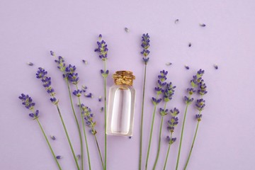 Lavender oil and lavender flowers with seeds on a light  lilac background.Pure Essential Organic Lavender Oil  