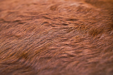 Animal hair of fur cow leather texture background.Natural Fluffy brown cowhide skin.