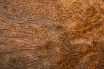 Animal hair of fur cow leather texture background.Natural Fluffy brown cowhide skin.