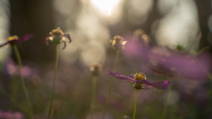Cosmos flowers on blur background.