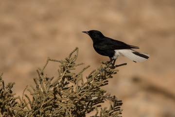 White-tailed Wheatear / Oenanthe leucopyga