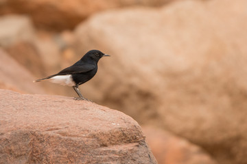 White-tailed Wheatear / Oenanthe leucopyga