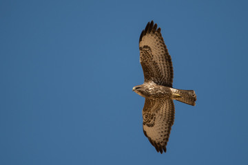 Steppe Buzzard / Buteo buteo vulpinus