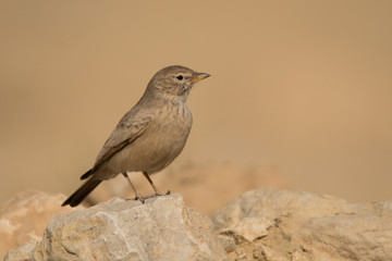 Desert Lark / Ammomanes deserti