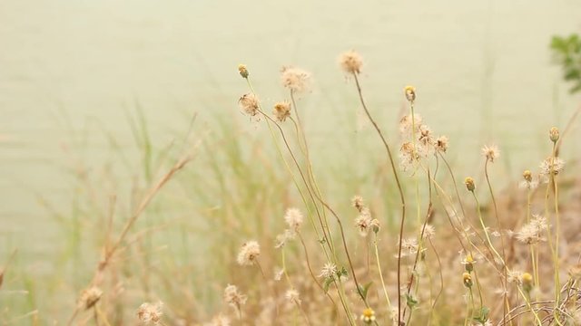 Dry flower of Coat buttons,Wild daisy grass flowers against sunlight in field beside the way.Blur nature background. Little warm tone.