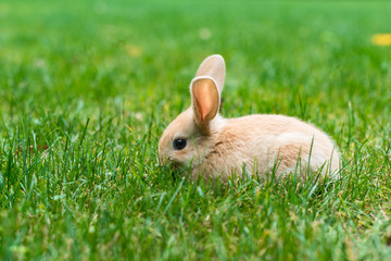 rabbit