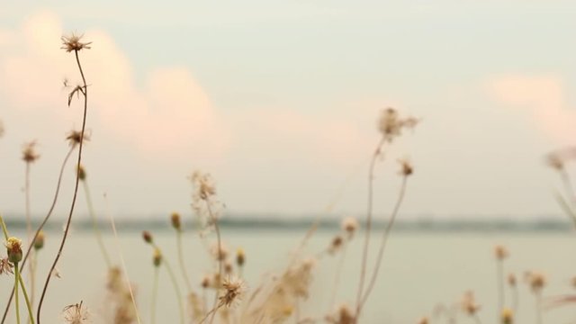 Dry flower of Coat buttons,Wild daisy grass flowers against sunlight in field beside the way.Blur nature background. Little warm tone.