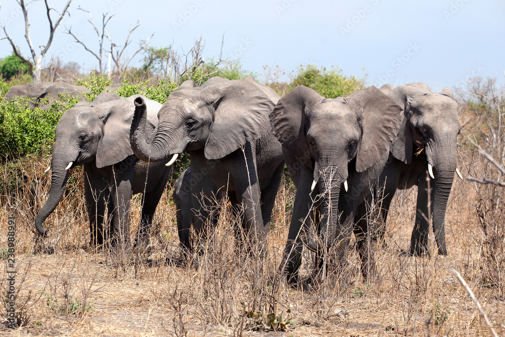 Wall mural four big elephants close up in chobe national park, safari in botswana, southern africa