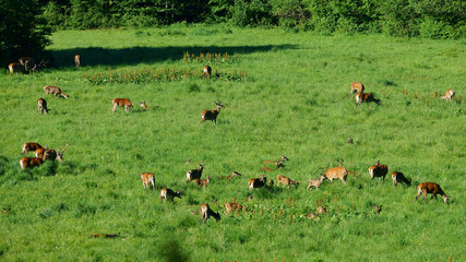Red deer (Cervus elaphus). Swarm of deers in a meadow. Bieszczady Mountains.