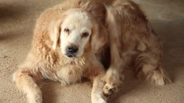 Dog scratching ears