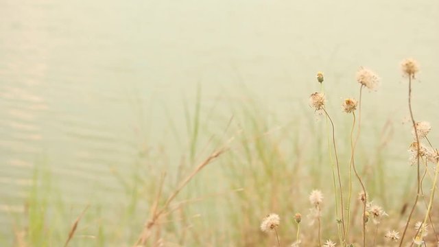 Dry flower of Coat buttons,Wild daisy grass flowers against sunlight in field beside the way.Blur nature background. Little warm tone.