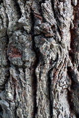 Deep Bark Texture