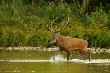 Red deer (Cervus elaphus) in the river during the rut. Bieszczady Mountains, Poland.